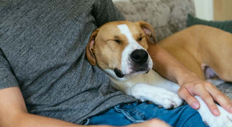 why does my dog sleep on me warmth bonding pack instinct