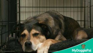 crate training for sleep step by step guide peaceful nights