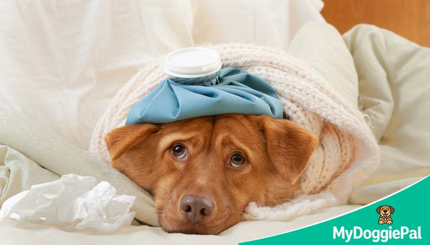 dog sleeping a lot after surgery normal recovery rest