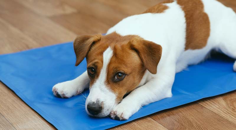 keeping dog cool at night cooling mat summer sleep