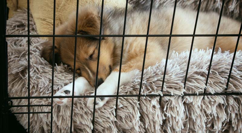 crate training steps dog entering crate voluntarily relaxed