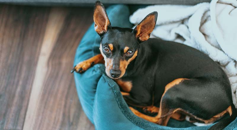 dog settled on own bed near owner after gentle boundary setting