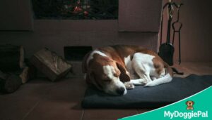 dog sleep temperature ideal range heat cold rest quality