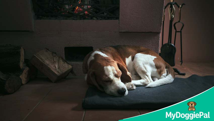 dog sleep temperature ideal range heat cold rest quality