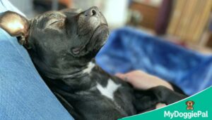 why does my dog sleep on me warmth bonding pack instinct meaning