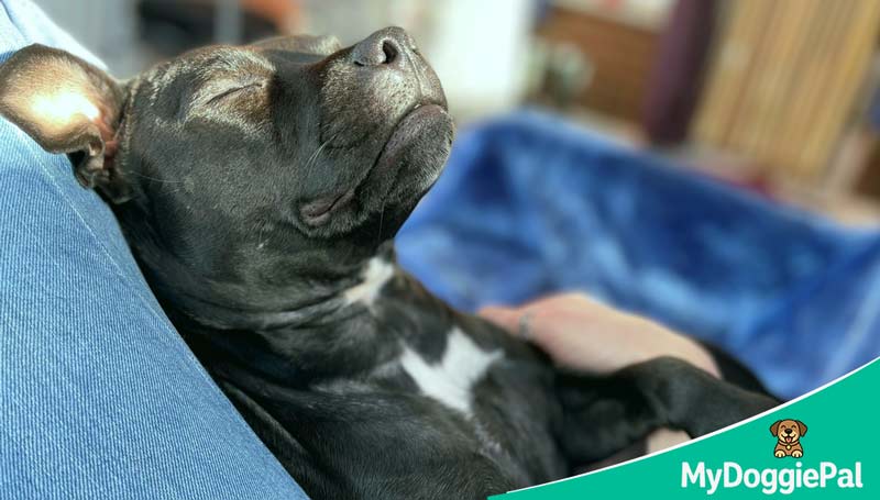 why does my dog sleep on me warmth bonding pack instinct meaning