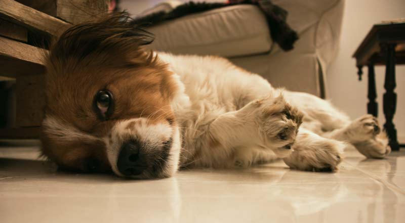 dog too hot to sleep signs stretched out on floor