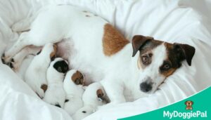 dog sleep after having puppies nursing mother postpartum rest normal