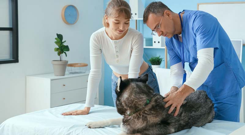 nursing dog health check postpartum eclampsia mastitis warning signs