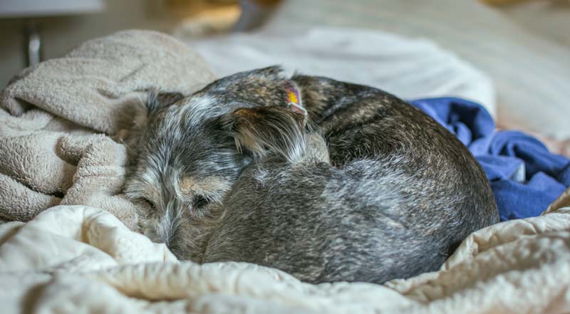 dog shivering in sleep too cold signs curled up