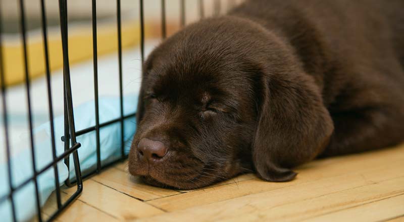 puppy crate training night covered crate comfort items