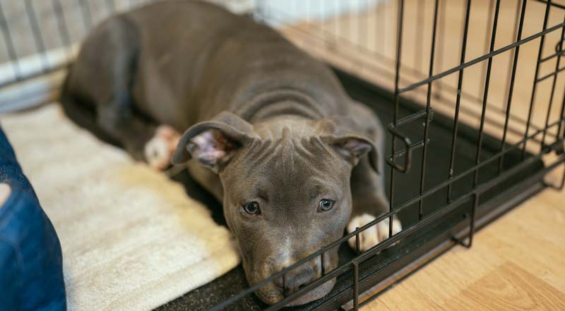 crate training adult dog for sleep settled in crate