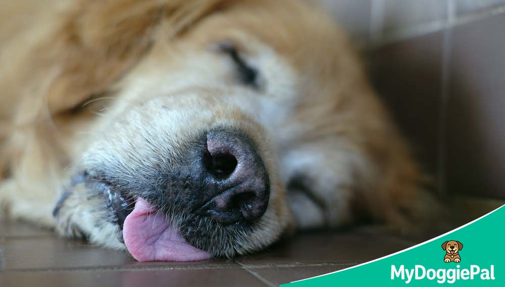 Dog Sleep Noises dog sleeping with a slightly open mouth, looking animated and peaceful