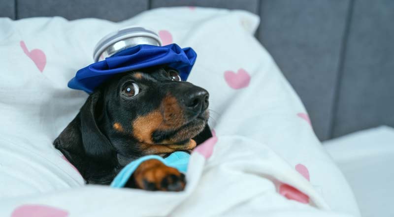 How to Help Your Dog Sleep Well During sugery Recovery