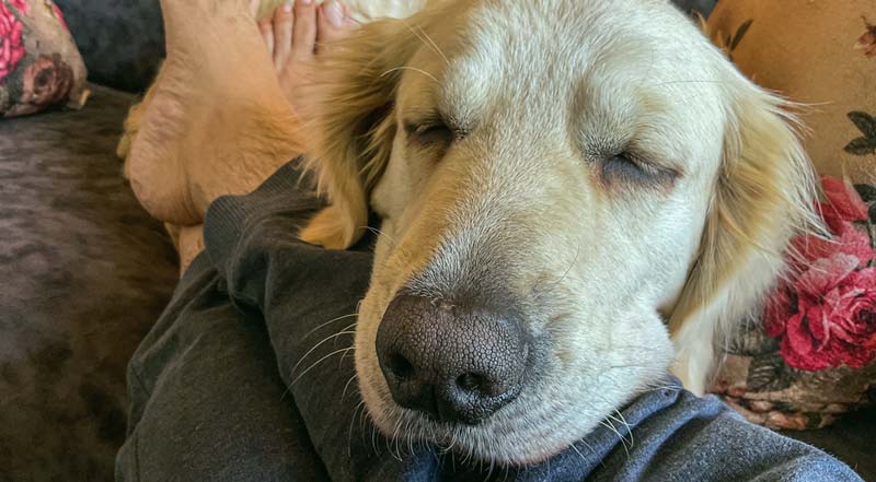 dog napping all day when is it too much warning signs