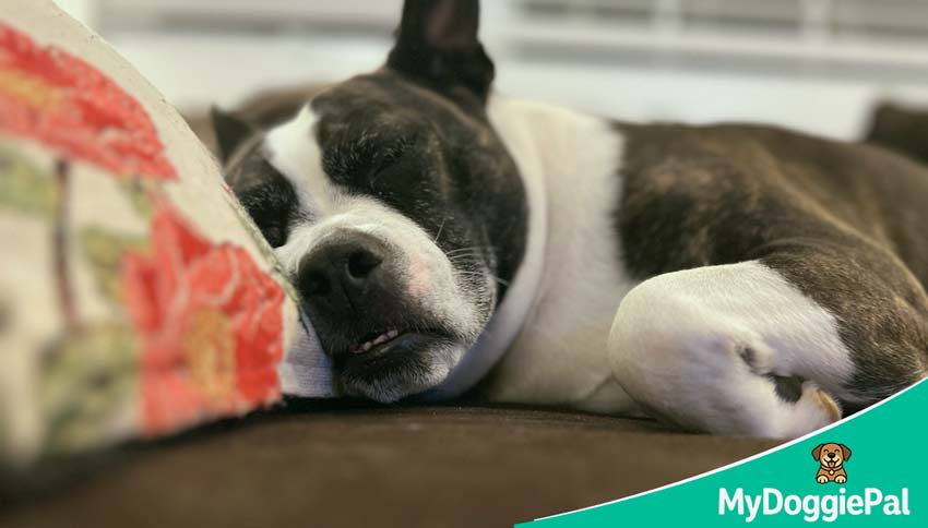 normal dog napping schedule how many naps do dogs take