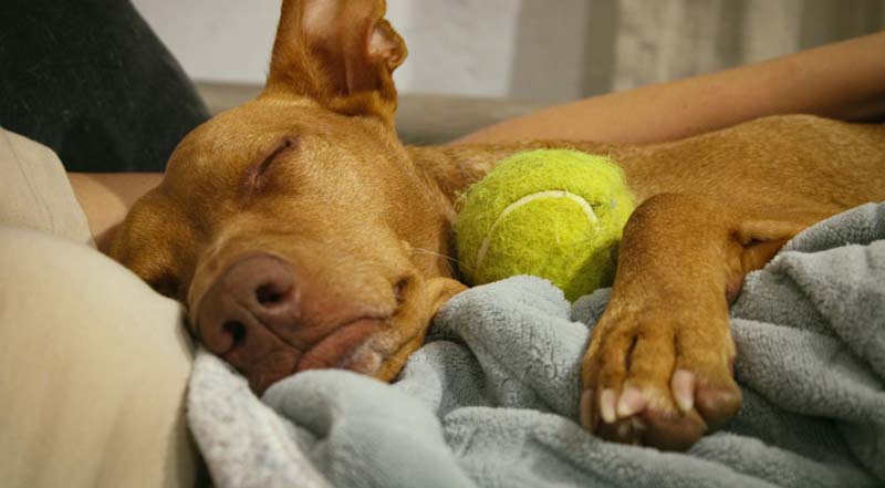 should you wake dog making noises in sleep REM barking