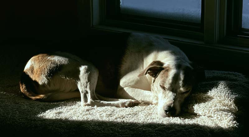 do dogs sleep more in winter seasonal change