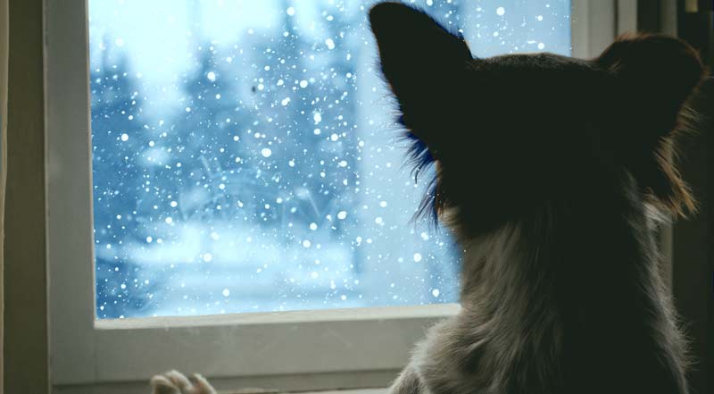less daylight dog tired winter sleep window light
