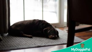 do dogs sleep more in winter seasonal sleep changes