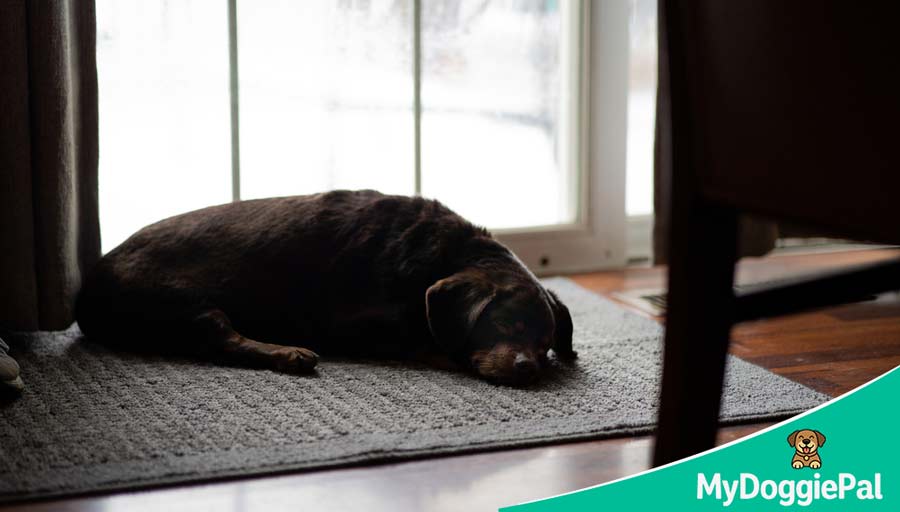 do dogs sleep more in winter seasonal sleep changes