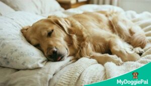 dog snoring is it normal sleeping peacefully