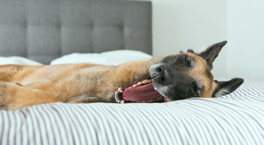 is dog snoring normal sleeping dog open mouth