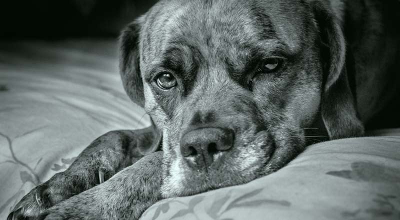 dog snoring suddenly new older dog laryngeal paralysis