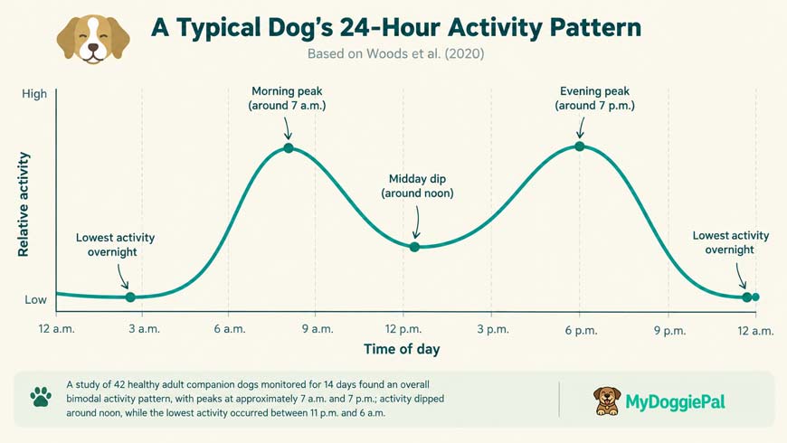 dog sleep wake cycle 24 hour activity curve with morning and evening peaks