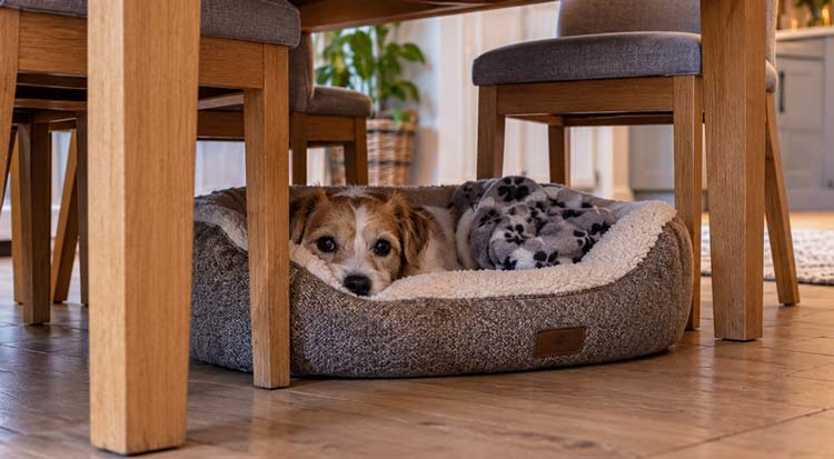adopted dog can't sleep rescue dog resting in bed under a table