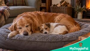 two dogs sharing sleep space on one large dog bed in a calm home